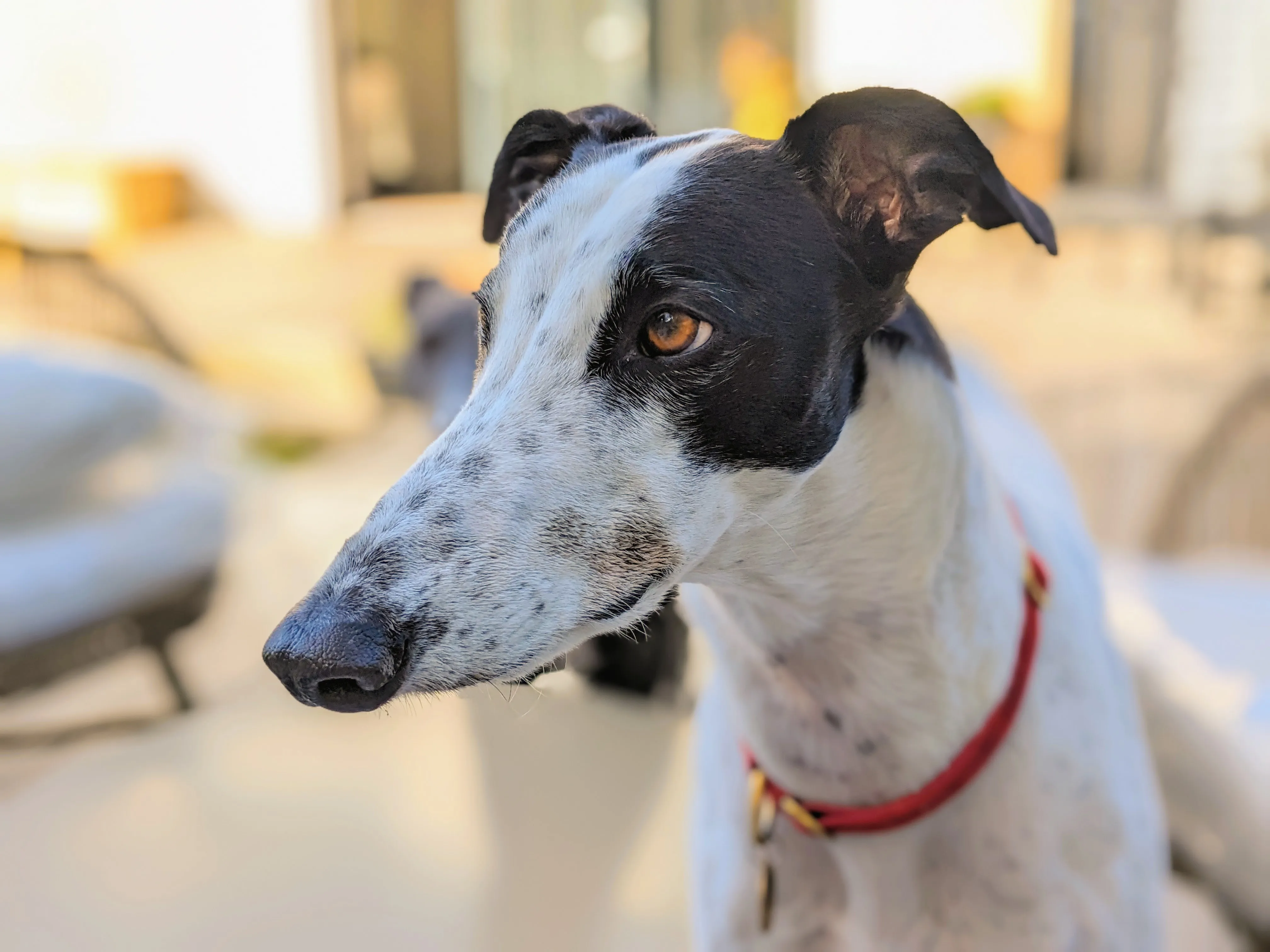 Headshot of Cyrus, the Greyhound.