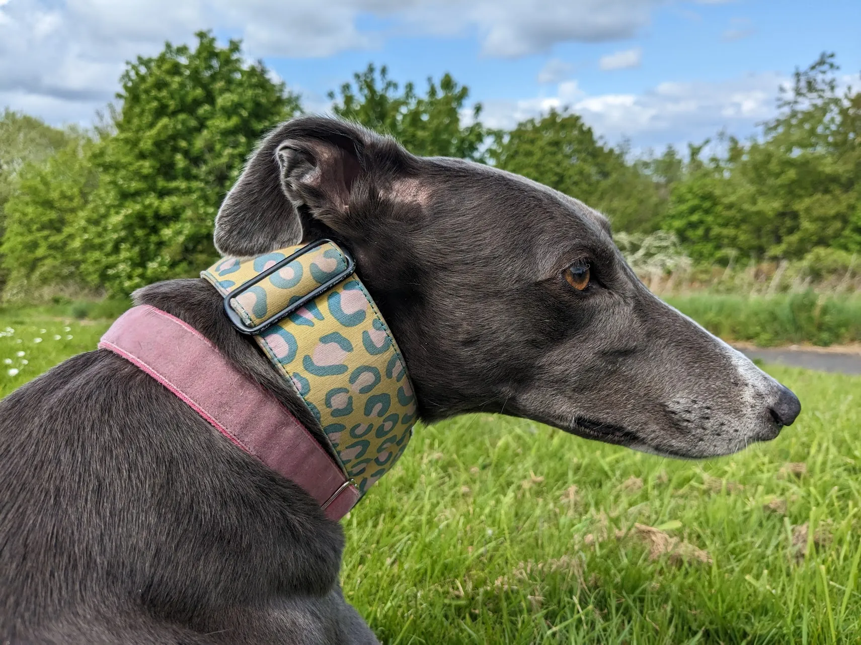 Headshot of Daisy, the Greyhound.