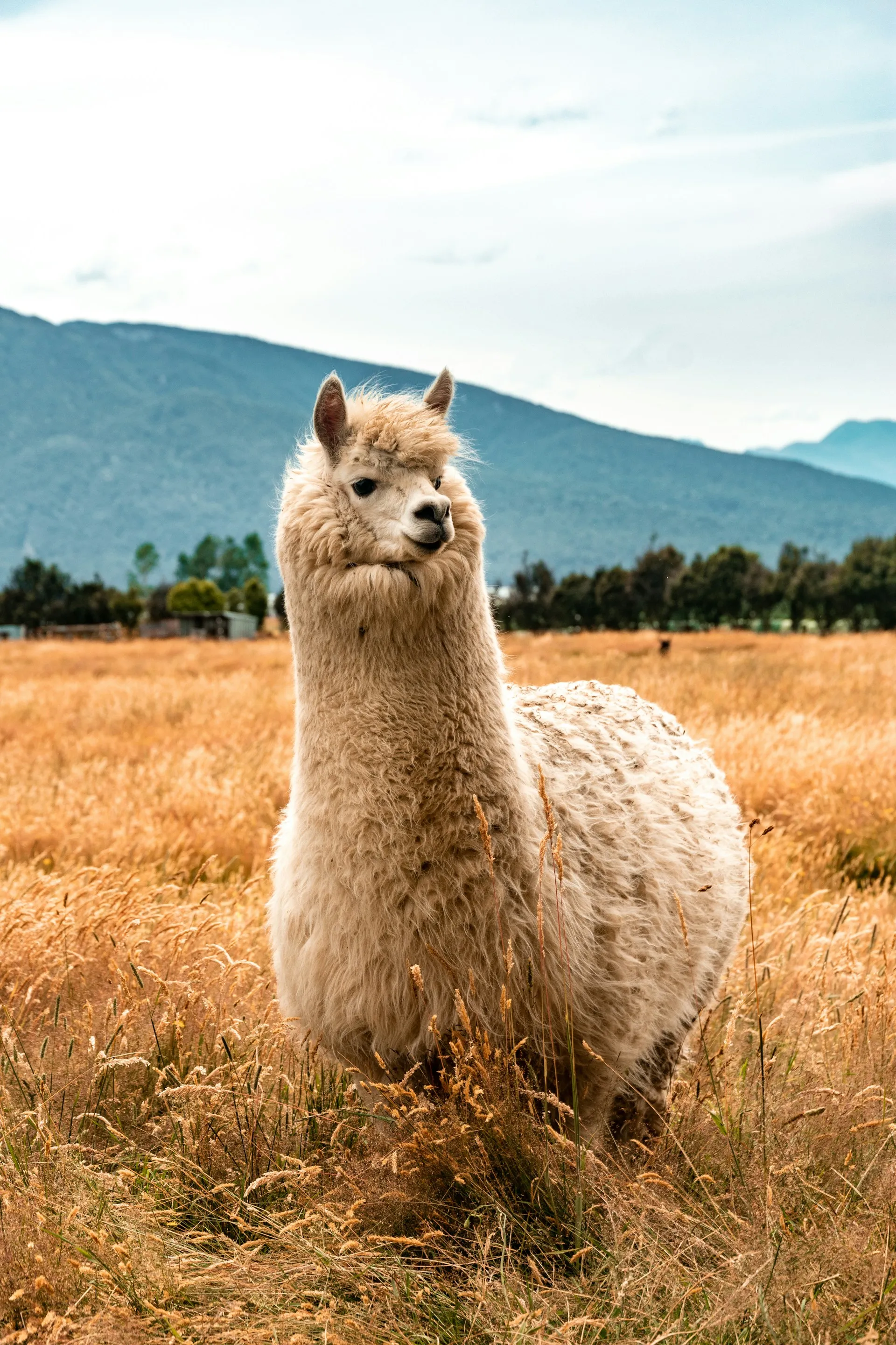 A llama in a field.